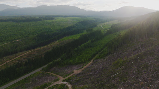 Clearcut Trees Vancouver Island 5