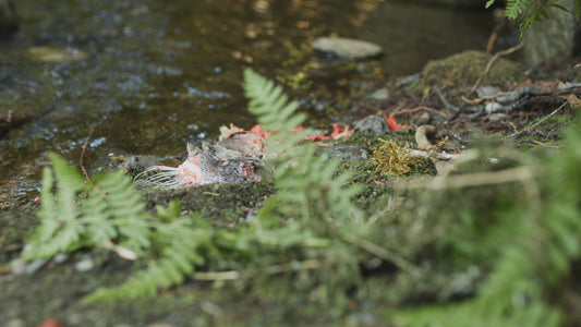 Dead Salmon Along River | Collection