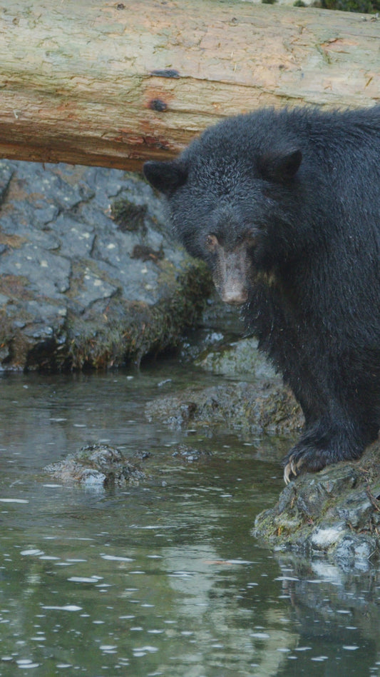 Vertical | Bear Fishing 4