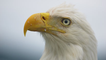 Eagle Extreme Close Up