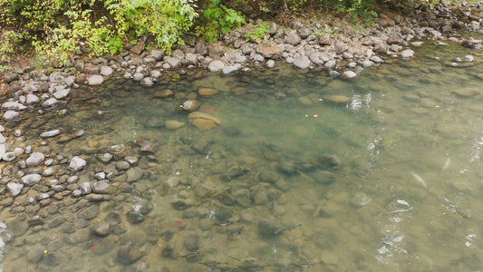 Pink Salmon in River Aerial Drone 7