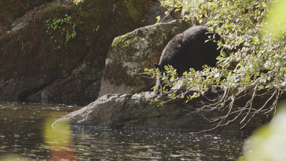 Bear Fishing on Riverside 3