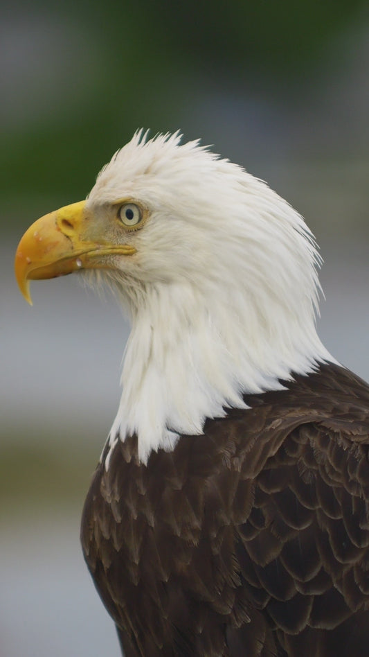 Vertical | Eagles Close Up