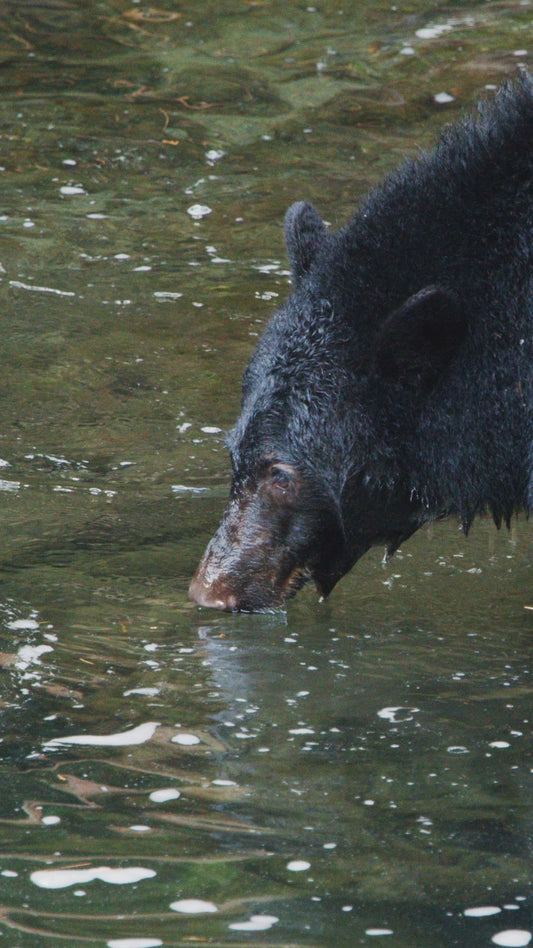 Vertical | Bear Drinking from River