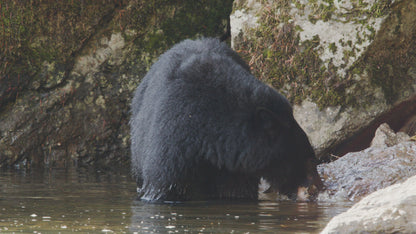 Bear Eating Salmon in River 1