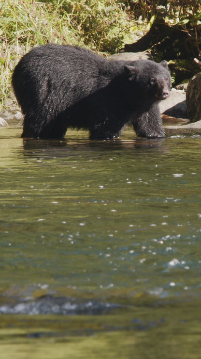 Vertical | Salmon Jumps in Front of Bear