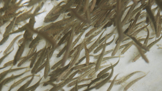 Baby Chinook Salmon in Hatchery Tank